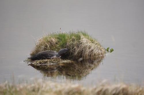 Svalvogar tour, Red throated loon